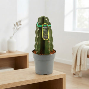 Cuddly Cactus (Cereus) – 12cm Pot, 28cm High