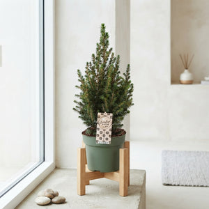 December Picea Christmas Tree – 19cm Pot, 65cm