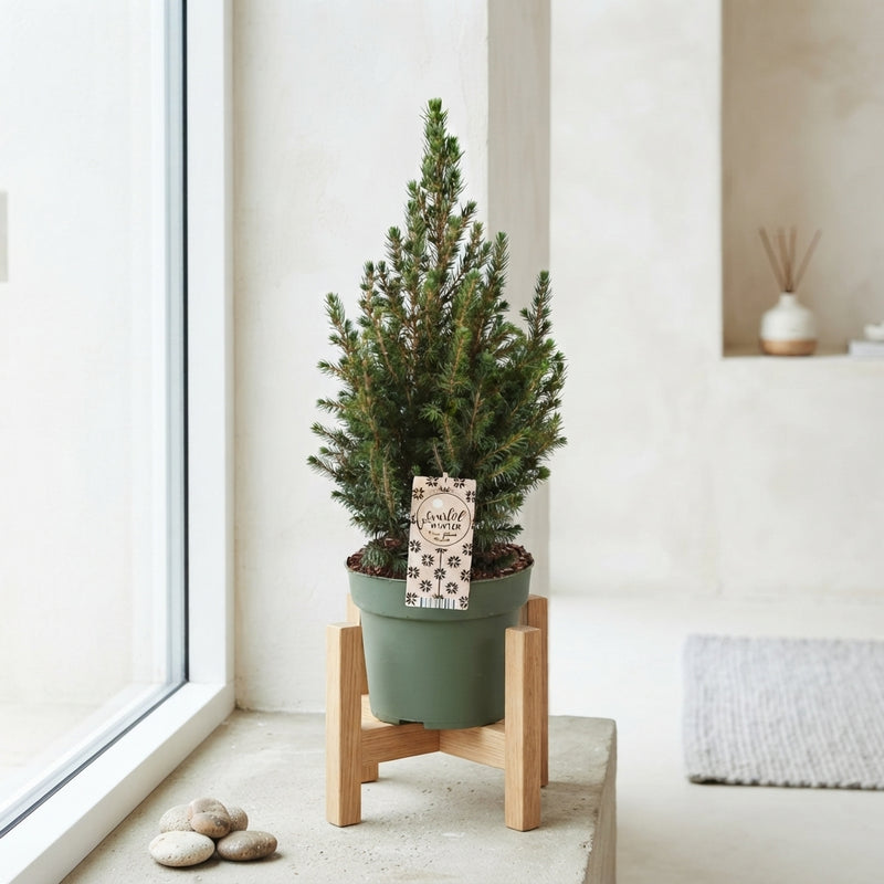 December Picea Christmas Tree – 19cm Pot, 65cm
