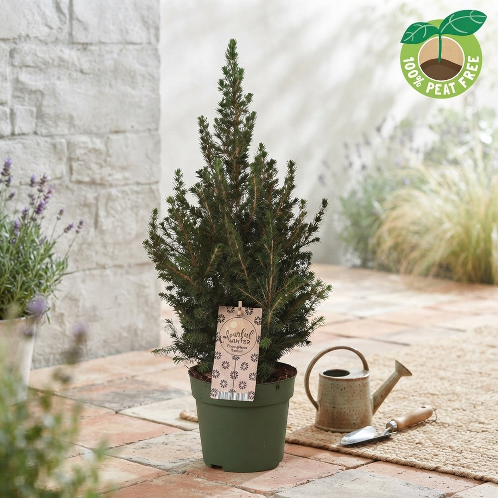 Dwarf Alberta Spruce (Picea glauca ‘Conica’) – 15cm Pot