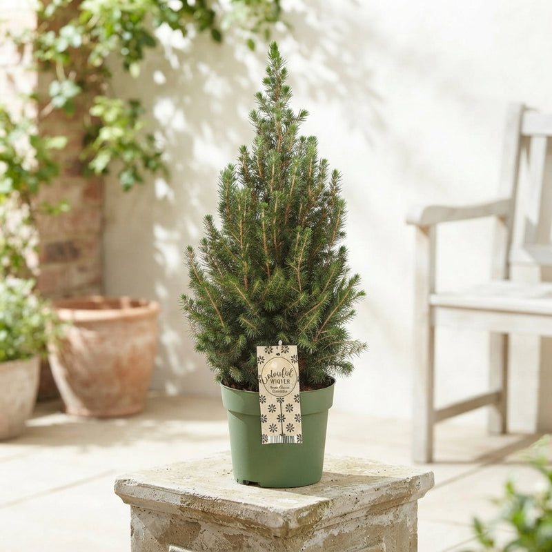 Dwarf Alberta Spruce (Picea glauca 'Conica') – 17cm Pot