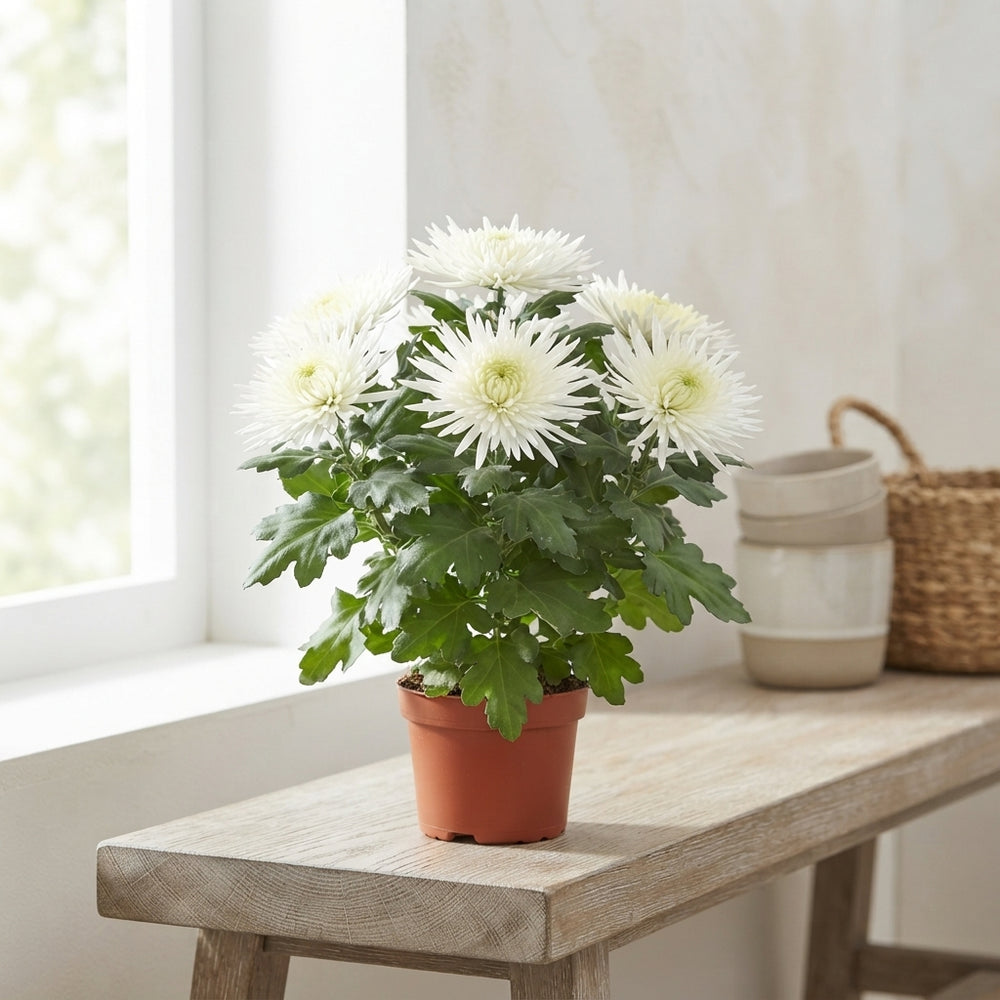 White Chrysanthemum ‘Anastasia’ – 12cm Pot