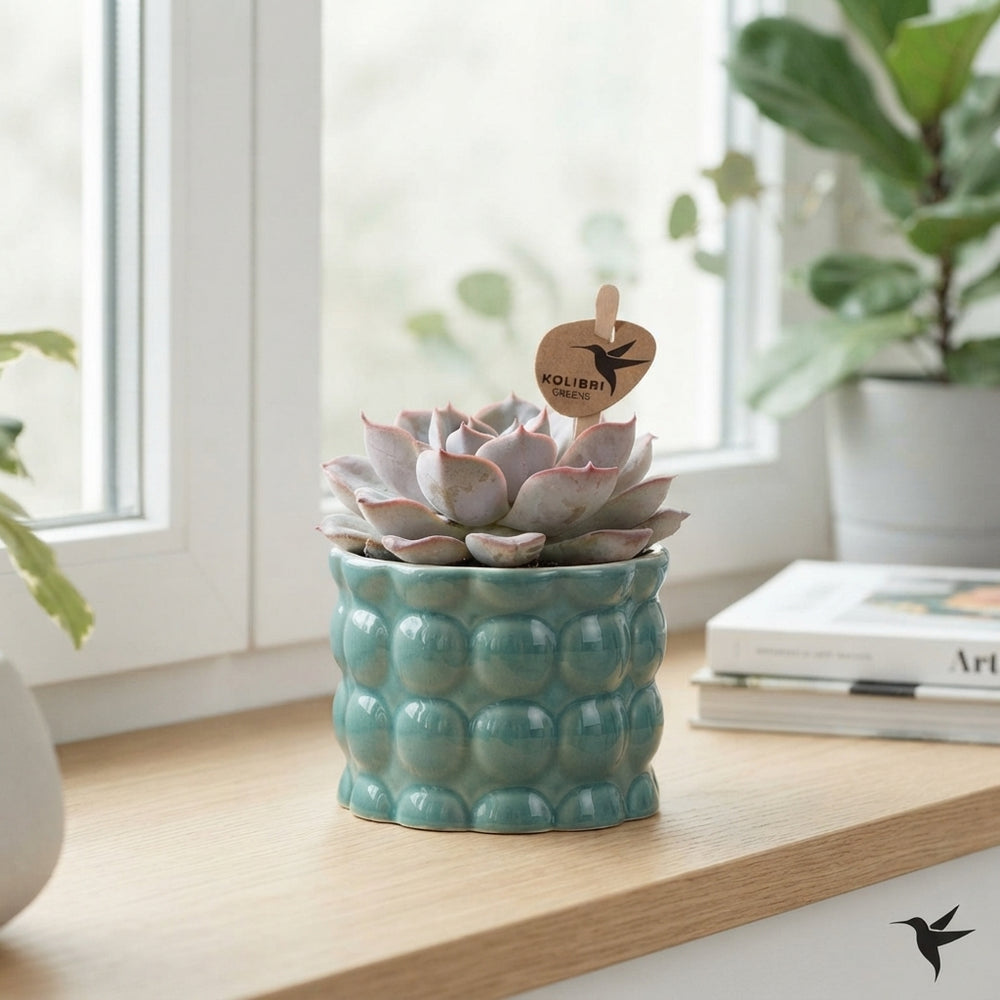 Mixed Succulent Arrangement – 6cm Ceramic Pot