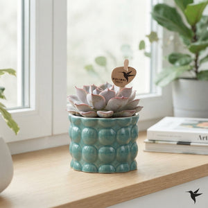 Mixed Succulent Arrangement – 6cm Ceramic Pot