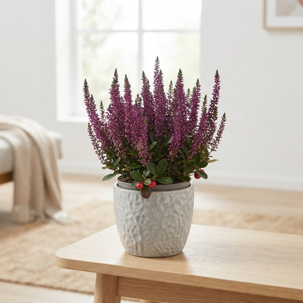 Gaultheria Mix – 10.5cm Pot, Approx. 30cm High