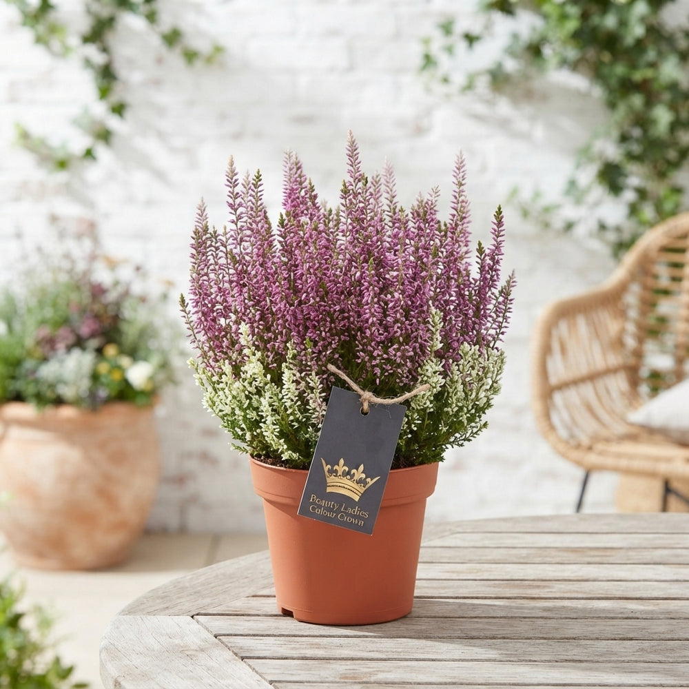 Mixed Calluna Heather Colour Crown – 10.5cm Pot