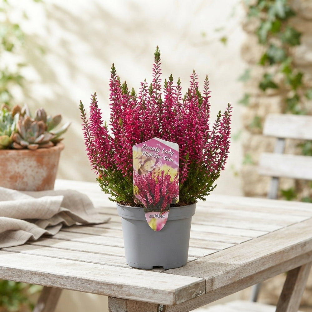 Mixed Calluna Heather – 11cm Pot, 25cm High