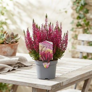 Mixed Calluna Heather – 11cm Pot, 25cm High