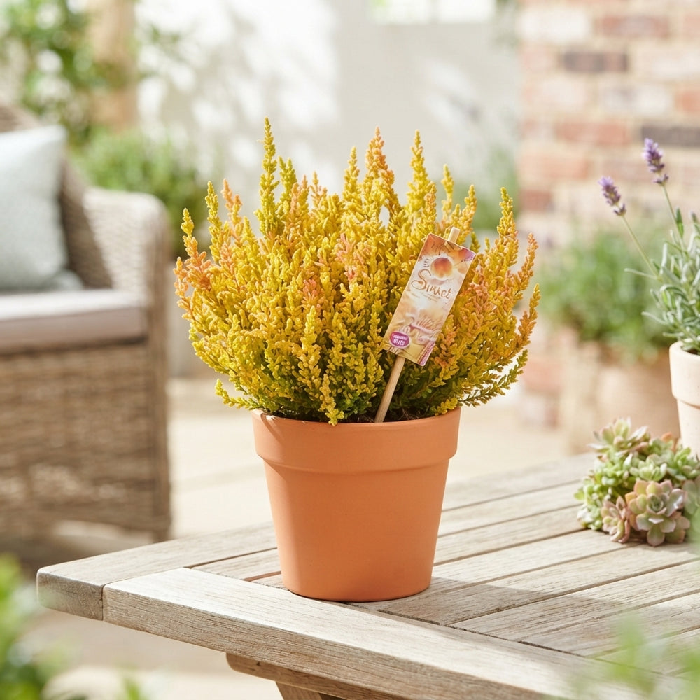 Garden Girls Heather (Calluna vulgaris) – 12cm Pot