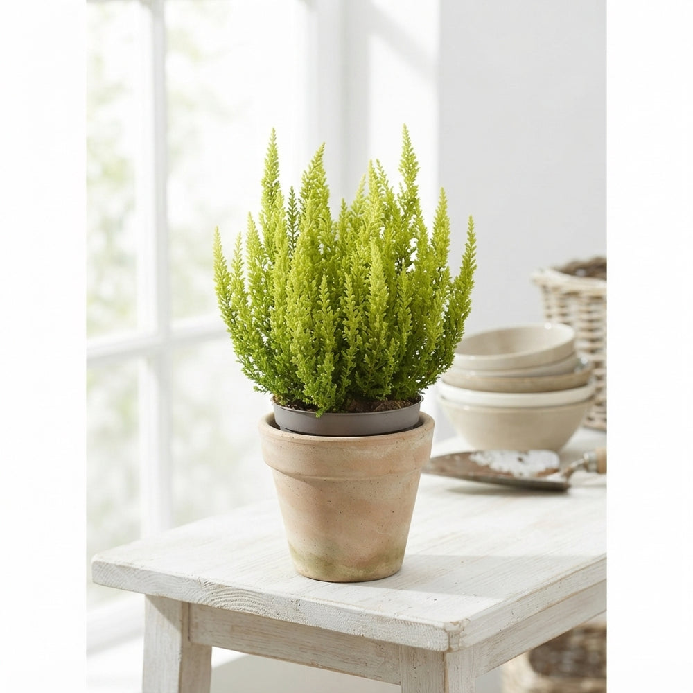 Mixed Calluna Heather – 9.5cm Pot, Approx. 20cm