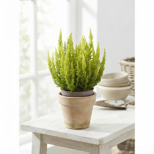 Mixed Calluna Heather – 9.5cm Pot, Approx. 20cm