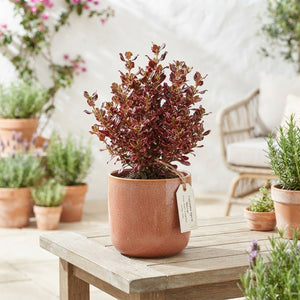 Coprosma Garden Plant – 12cm Pot