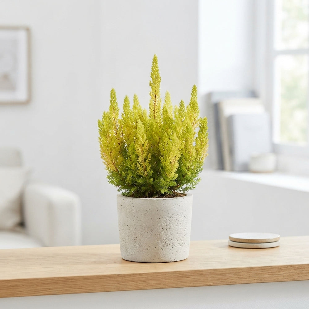 Alberts Gold Tree Heath (Erica arborea) – 11cm Pot