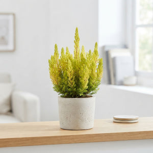Alberts Gold Tree Heath (Erica arborea) – 11cm Pot