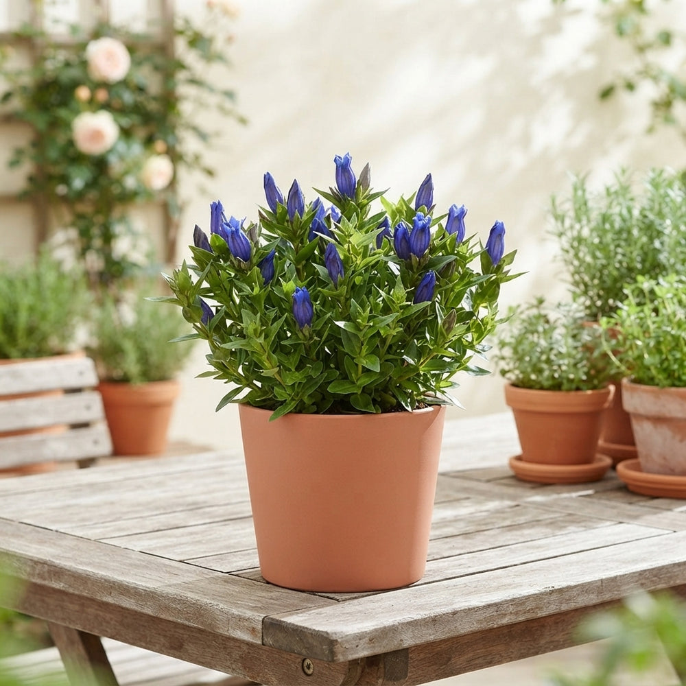 Blue Gentian (Gentiana scabra ‘Bella Blue’) – 11cm Pot