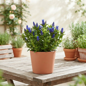 Blue Gentian (Gentiana scabra ‘Bella Blue’) – 11cm Pot