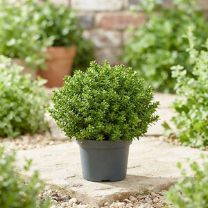 Emerald Hebe (Hebe) – 7cm Pot