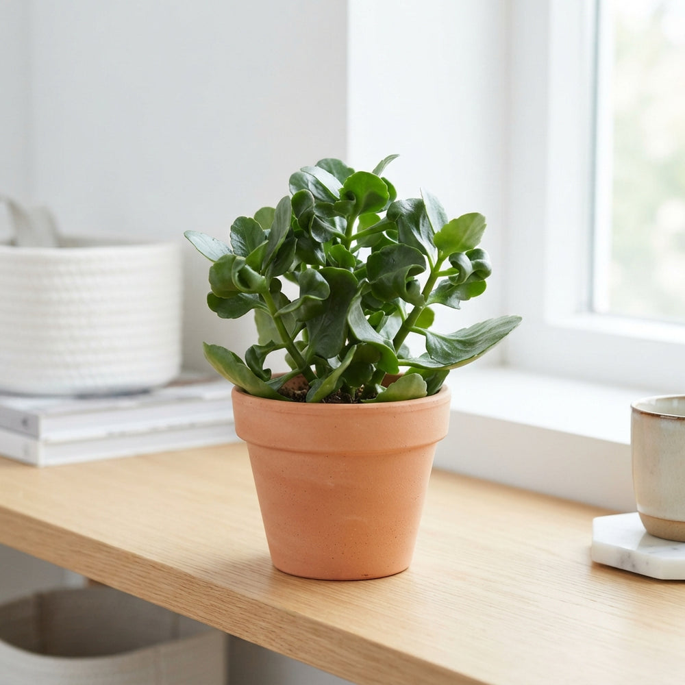 Kalanchoe Oricula Green Houseplant – 10.5cm Pot