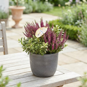 Hebe ‘Herbstchen Quinto Green Boys’ – 23cm Pot