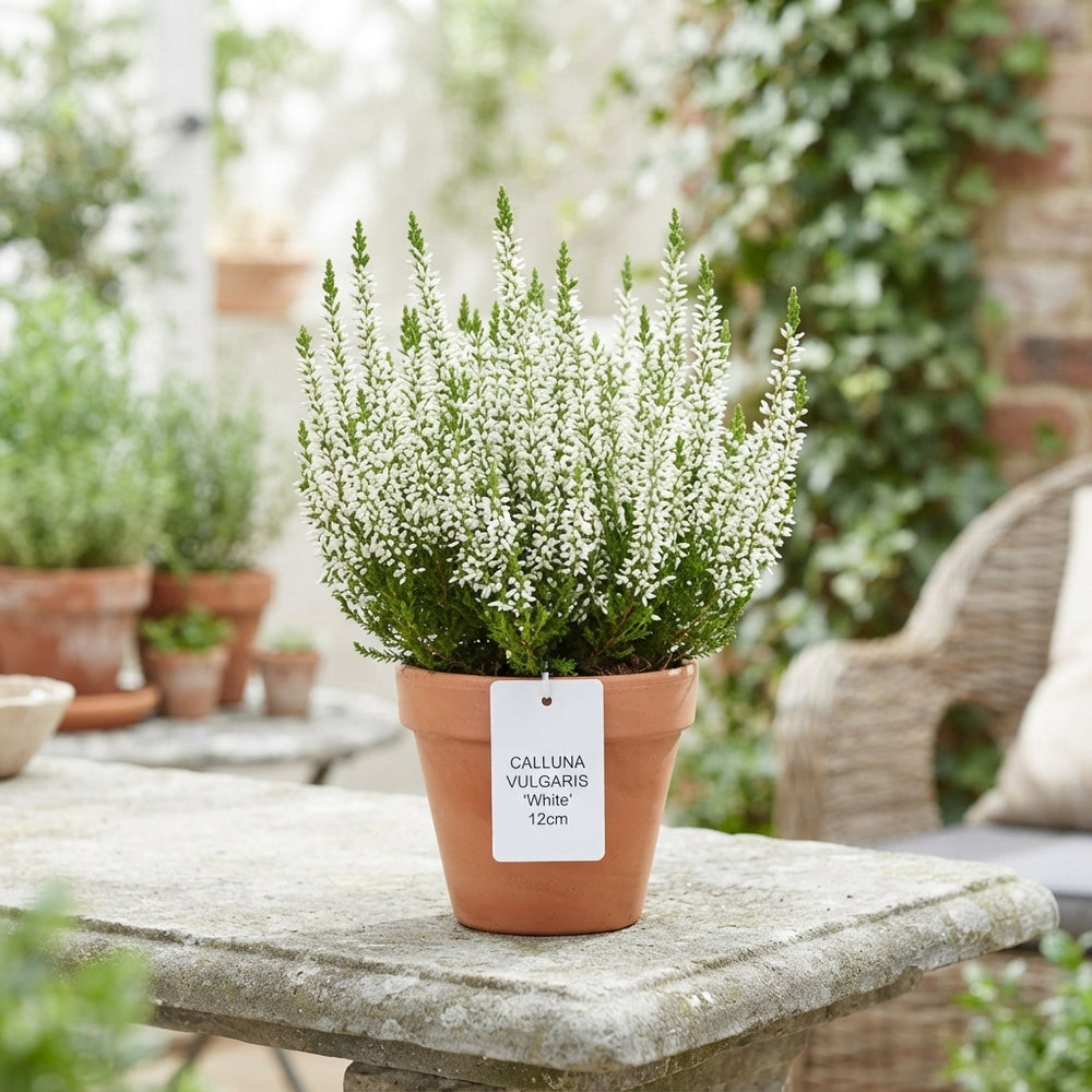 White Heather (Calluna vulgaris) – 12cm Pot