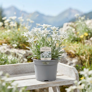 Edelweiss (Leontopodium alpinum) – 13cm Pot