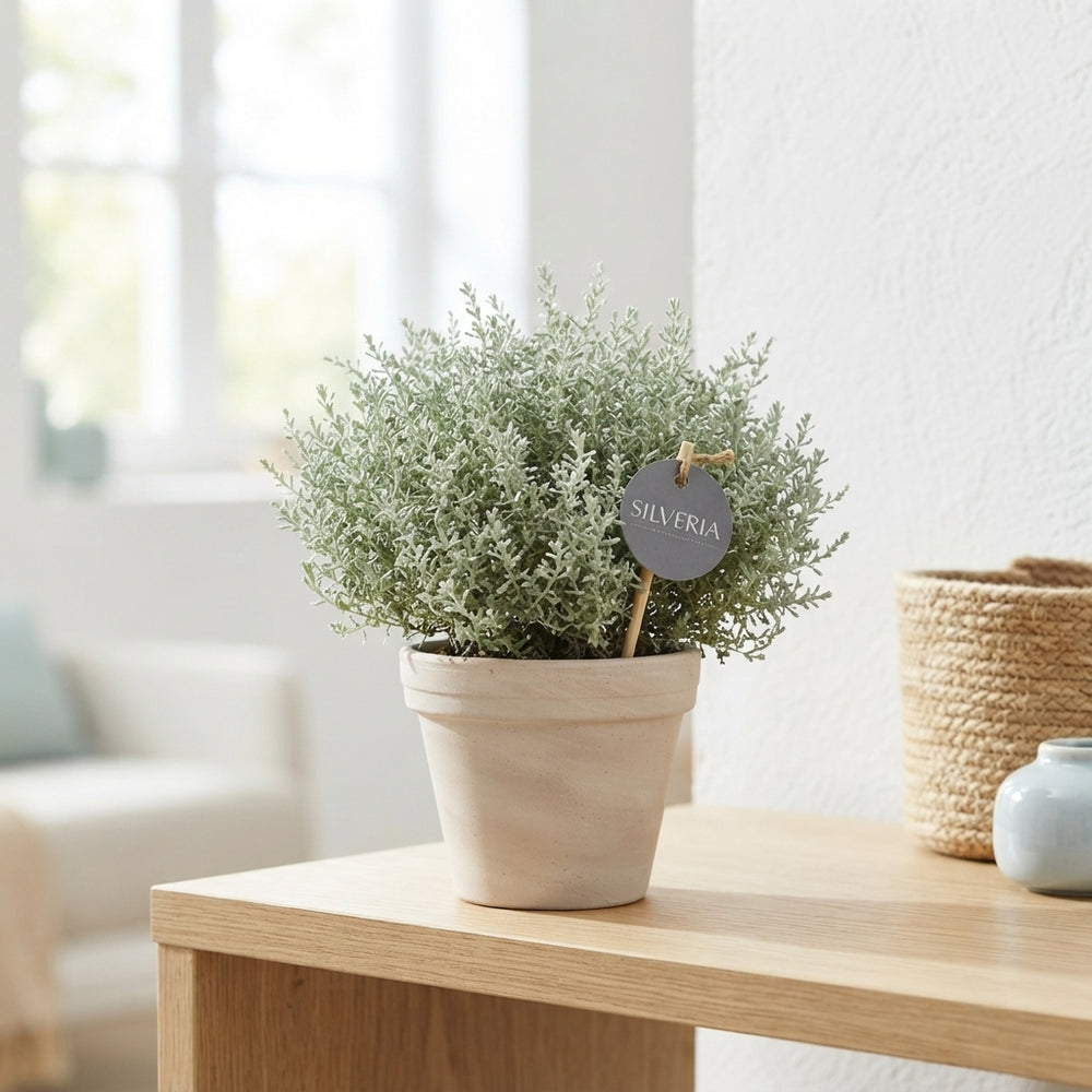 Silveria Shrub – 13cm Pot