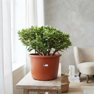 Jade Plant (Crassula ovata) – 44cm Pot