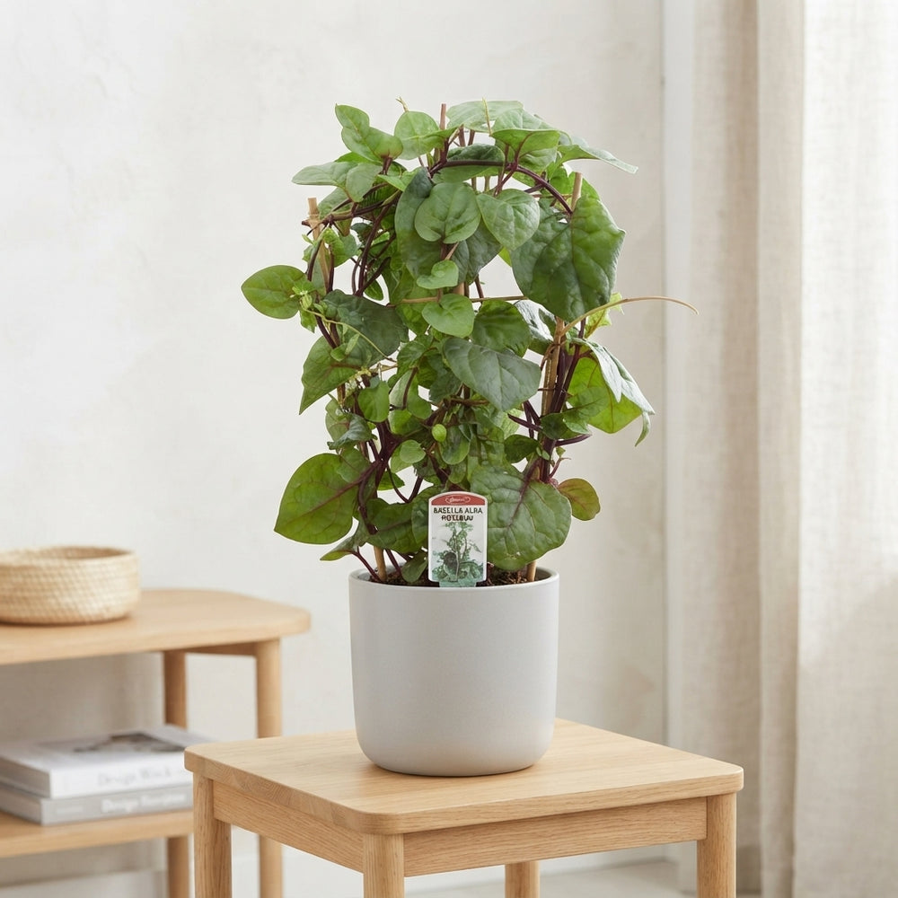 White Basella Alba Rosebud Plant – 19cm Pot