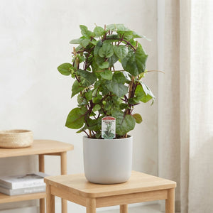 White Basella Alba Rosebud Plant – 19cm Pot