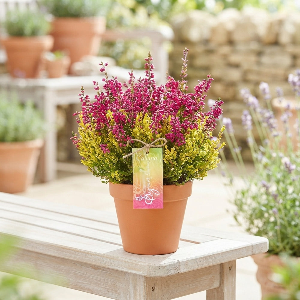Calluna Summer Symphony Heather – 12cm Pot