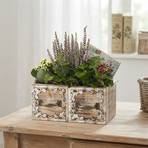 Mixed Colour Plant Arrangement