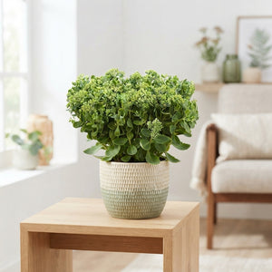 Green Sedum Telephium – 13cm Pot