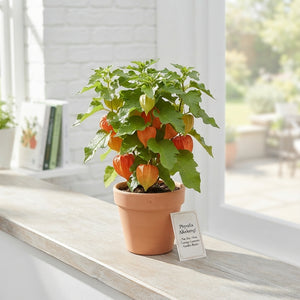 Chinese Lantern Plant (Physalis alkekengi) – 10cm Pot