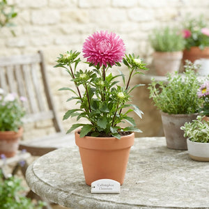 Mixed China Aster (Callistephus chinensis) – 12cm Pot