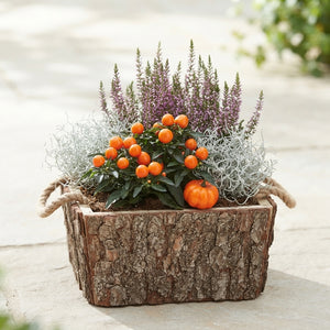 Mixed Colour Wooden Bark Arrangement
