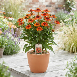 Echinacea ‘Electric Orange’ – 17cm Pot