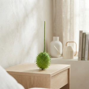 Ornamental Cucumis Egel – Green Decorative Fruit