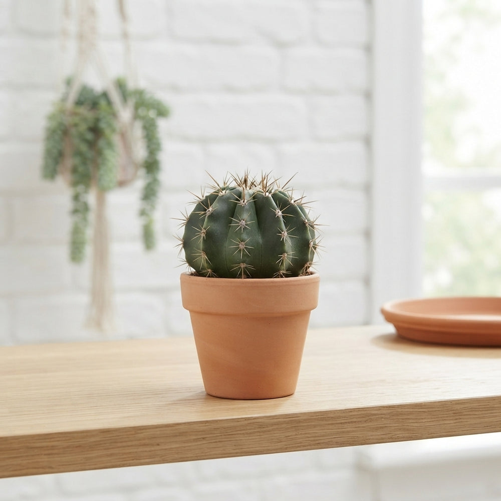 Mixed Cactus Collection – 7cm Pots