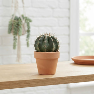 Mixed Cactus Collection – 7cm Pots
