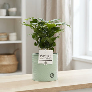 Arabica Coffee Plant (Coffea arabica) – 12cm Pot