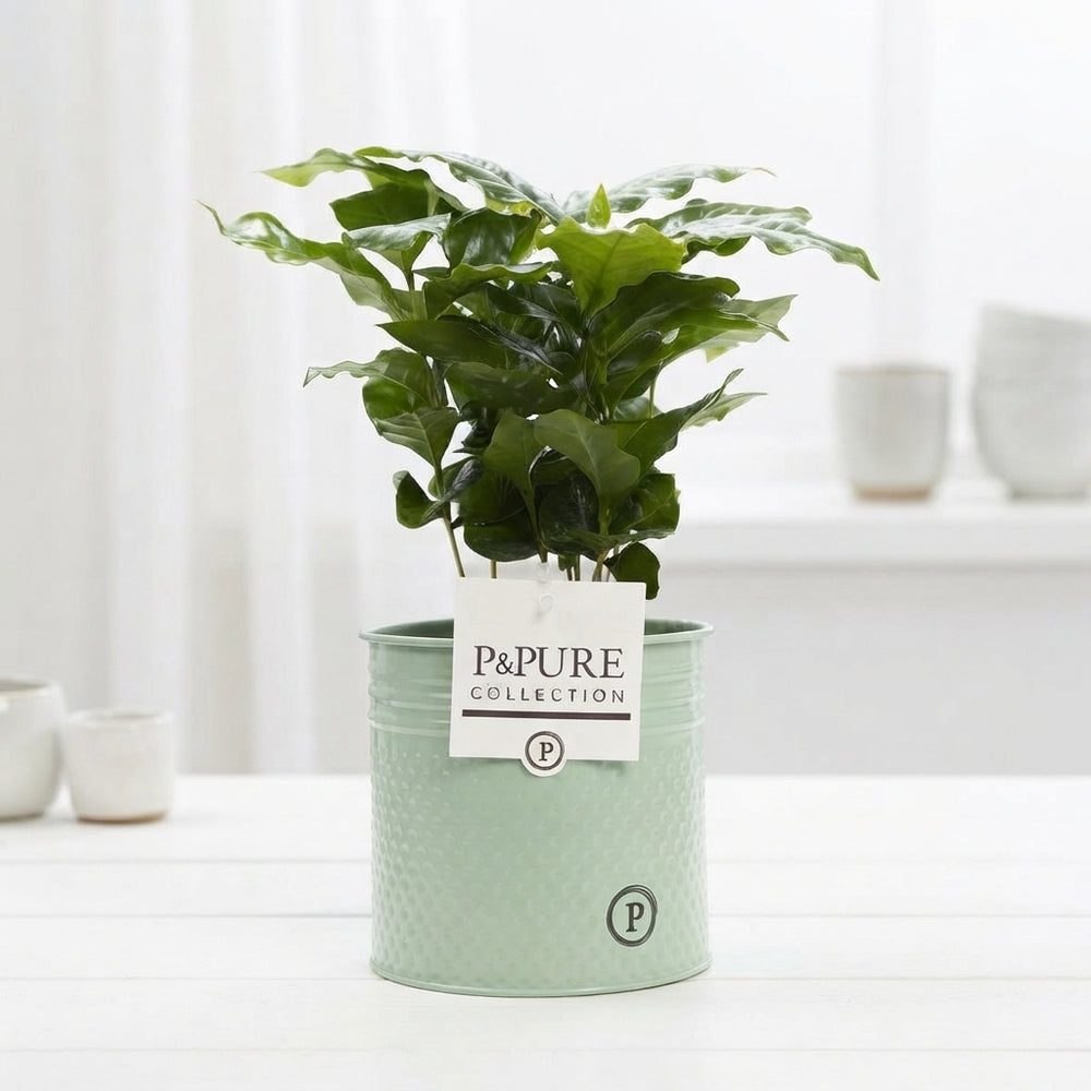 Arabica Coffee Plant (Coffea arabica) – 12cm Pot