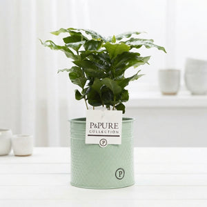 Arabica Coffee Plant (Coffea arabica) – 12cm Pot