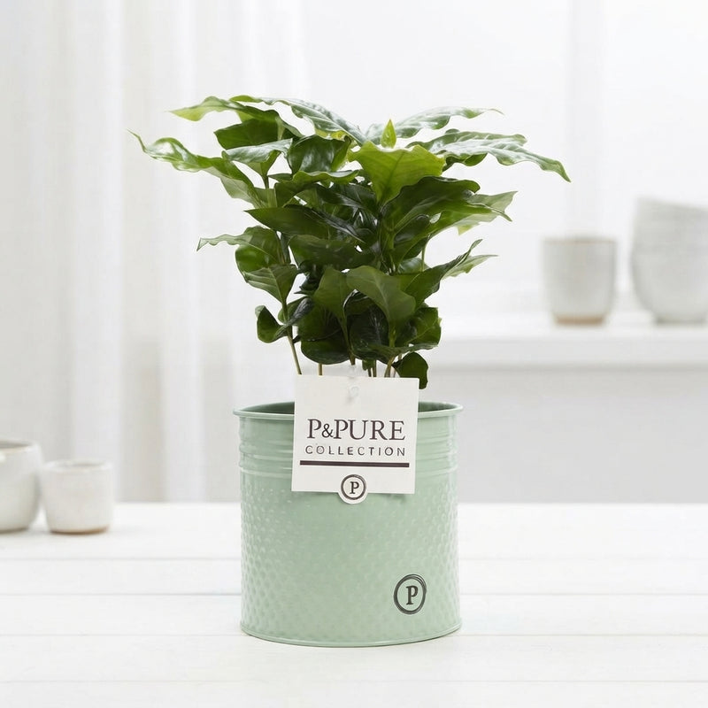 Arabica Coffee Plant (Coffea arabica) – 12cm Pot