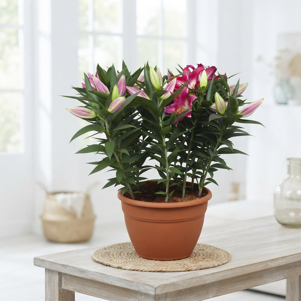 Pink Oriental Lily ‘Entertainer’ – 35cm Pot