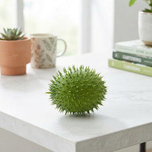 Ornamental Cucumis Green Fruit Display