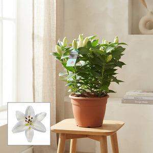 White Oriental Lily (Lilium) – 25cm Pot