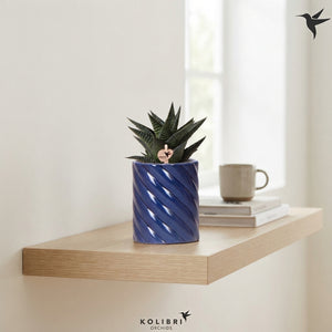 Mixed Cactus in Ceramic Pot – 7cm