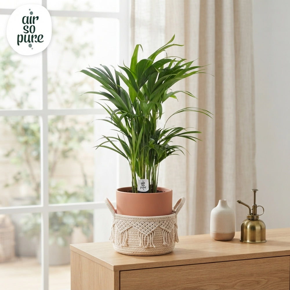 Areca Palm (Dypsis lutescens) – 17cm Pot