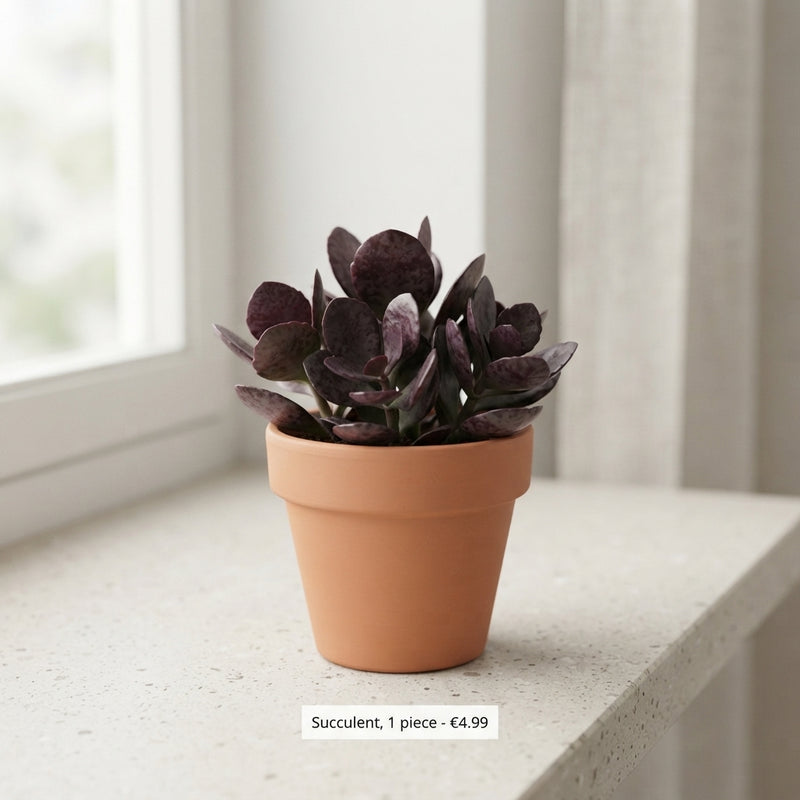 Mixed Succulent Plant – 5.5cm Pot