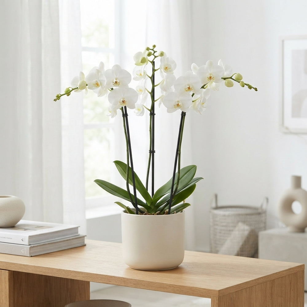 White Phalaenopsis Orchid – 12cm Pot, 50cm High
